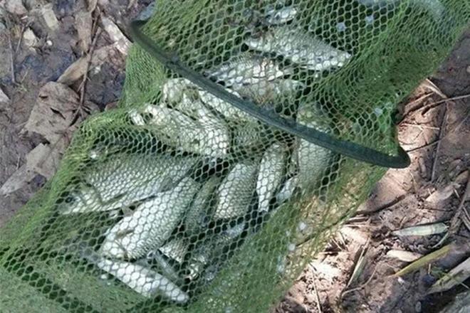 初冬钓鲫鱼子线是不是长点好？钩间距怎么确定？